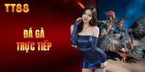 đá gà trực tiếp