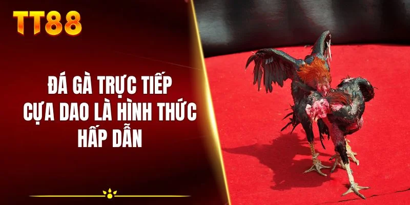 Đá gà trực tiếp cựa dao là hình thức hấp dẫn