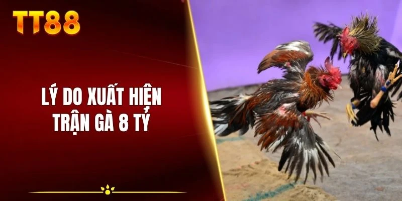 Lý do xuất hiện trận gà 8 tỷ của Bảo Sting