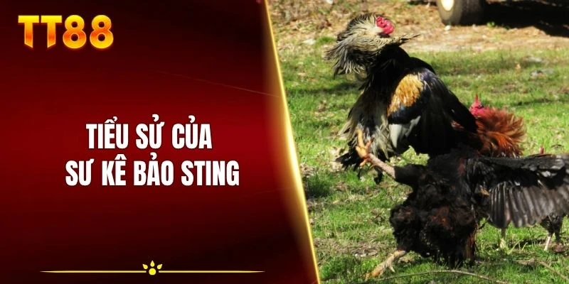 Tiểu sử của sư kê Bảo Sting